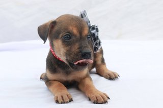 Miar Rescued Pups - Mixed Breed Dog