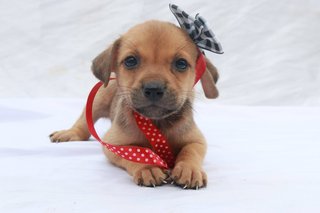 Miar Rescued Pups - Mixed Breed Dog