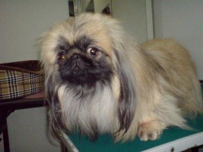 Tubby - Pekingese Dog