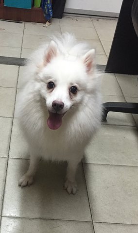 Bai Bai - Spitz Dog