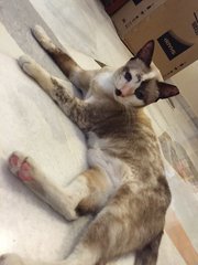 Xiao Hua - Siamese + Domestic Short Hair Cat