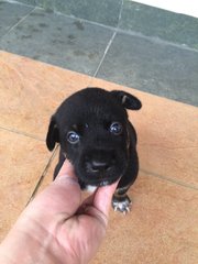 Blackieboy - Mixed Breed Dog