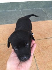 Blackieboy - Mixed Breed Dog