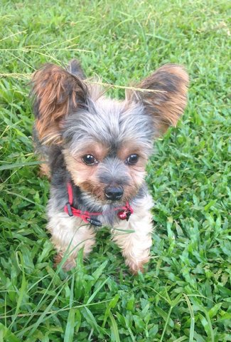 Mushu - Yorkshire Terrier Yorkie Dog