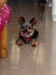 Mushu - Yorkshire Terrier Yorkie Dog