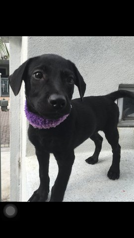 Little Blacky - Mixed Breed Dog