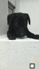 Little Blacky - Mixed Breed Dog