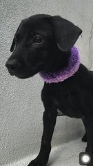 Little Blacky - Mixed Breed Dog