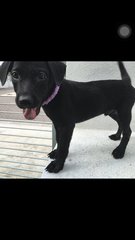 Little Blacky - Mixed Breed Dog