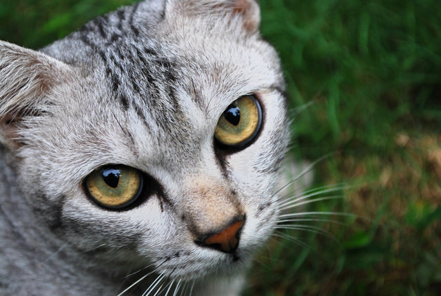 Hero - Egyptian Mau Cat