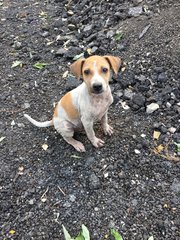 Polo - Terrier Mix Dog