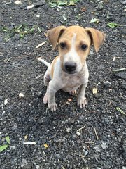 Polo - Terrier Mix Dog