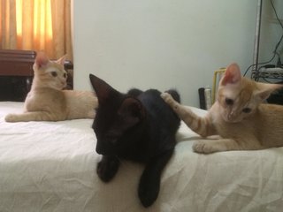 Dash, Albert And Tommy  - Domestic Short Hair Cat