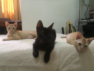 Dash, Albert And Tommy  - Domestic Short Hair Cat