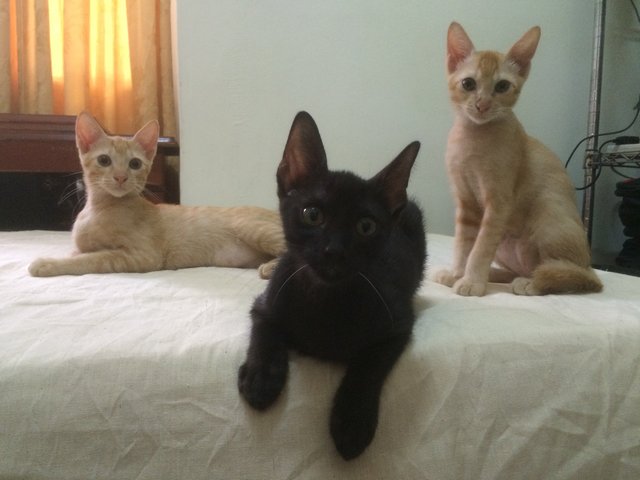 Dash, Albert And Tommy  - Domestic Short Hair Cat