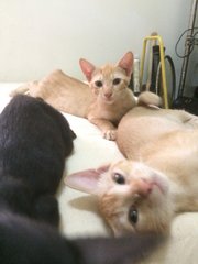 Dash, Albert And Tommy  - Domestic Short Hair Cat