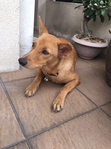 Mini - Mixed Breed Dog