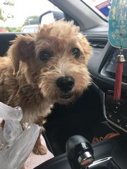 Browny - Poodle Mix Dog