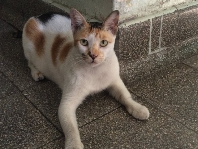 Milky / Milk Milk  - Bengal + Siberian Cat