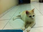 Qq - Domestic Short Hair Cat