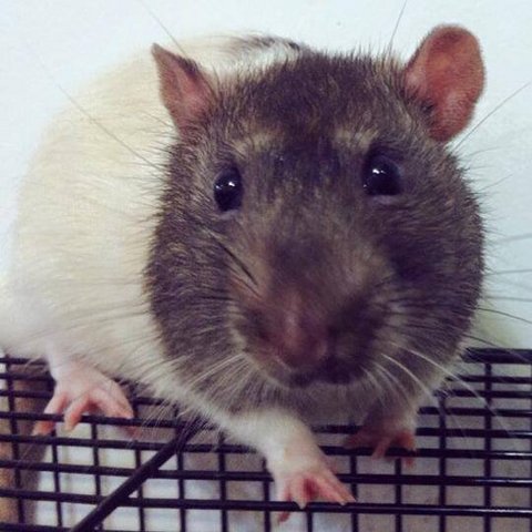 Louis - Rat Small & Furry