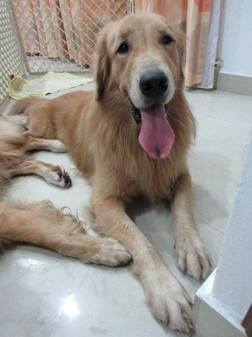 Meechum - Golden Retriever Dog