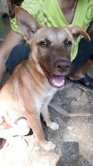 Female Puppy(6 Months) - Mixed Breed Dog