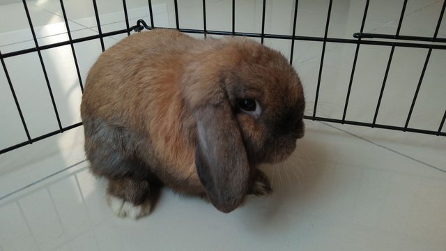 Bubba - Holland Lop Rabbit