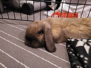 Bubba - Holland Lop Rabbit