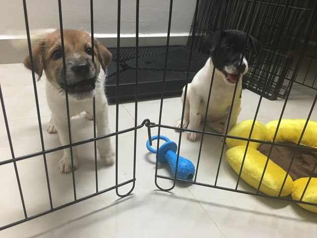 2 Sibling Pups (Toilet-trained ) - Terrier Mix Dog