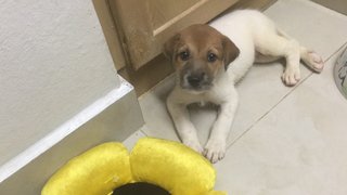 2 Sibling Pups (Toilet-trained ) - Terrier Mix Dog