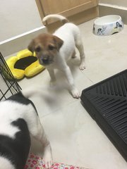 2 Sibling Pups (Toilet-trained ) - Terrier Mix Dog