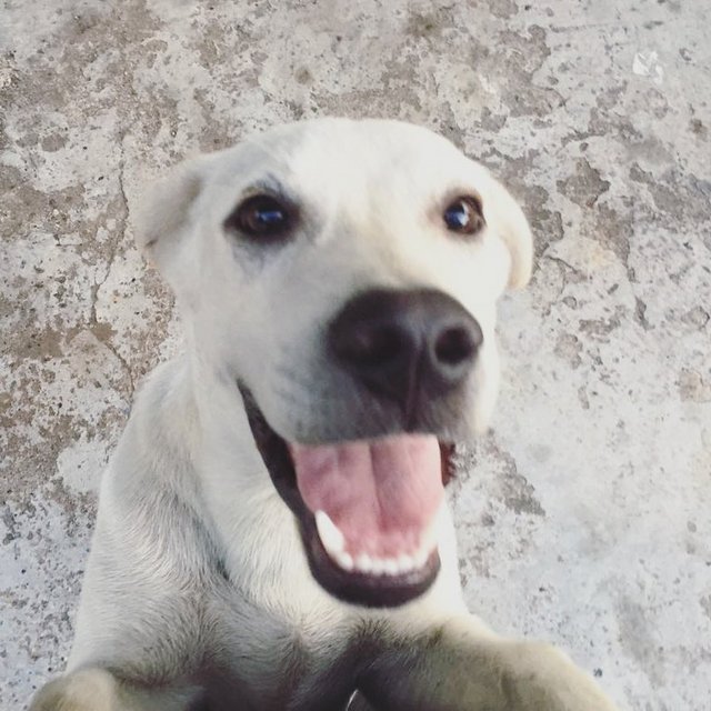 Labrador Retriever Mix Puppy Adopted - 7 Years 11 Months, White Lab Mix ...