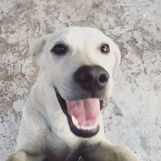 White Lab Mix - Labrador Retriever Mix Dog