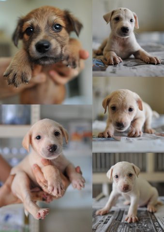 Heidi &amp; Her 8 Pups Need Homes! - Mixed Breed Dog