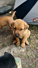 Kuchai Lama Pups - Labrador Retriever Mix Dog