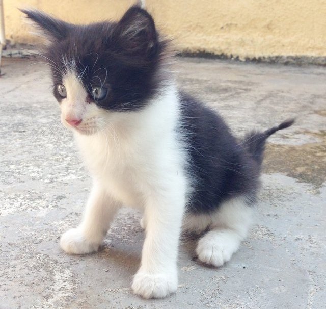 Kitten - Tuxedo Cat