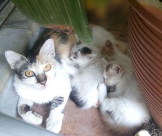 Cute Kitty - Calico Cat