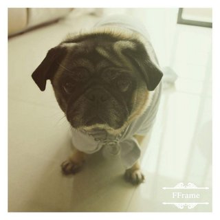 Money - Pug Dog