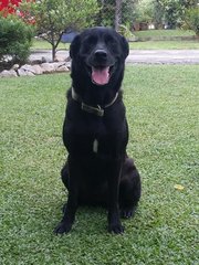 Tinka - Golden Retriever Mix Dog