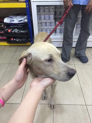 Lucas - Labrador Retriever Mix Dog