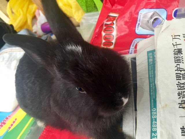 Shadow - New Zealand Rabbit