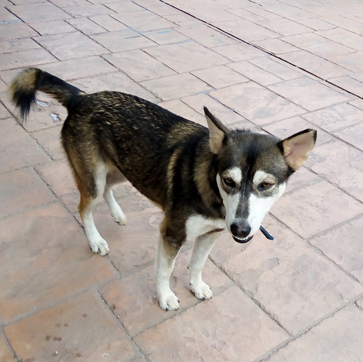 Husky + Spitz Puppy Adopted - 5 Years 1 Month, Roxy from Johor Bahru