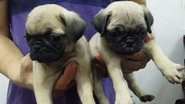 Pug Puppy Sold - 6 Years 11 Months, Female Pug Pug Puppies 37 from Shah