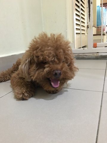 Tiger - Poodle Dog