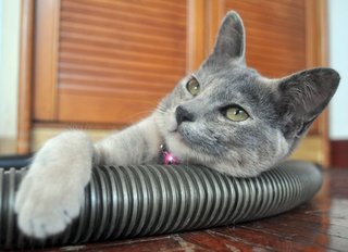 ✿ ..tequila.. ✿ - Russian Blue + Tortoiseshell Cat