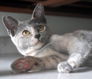 ✿ ..tequila.. ✿ - Russian Blue + Tortoiseshell Cat