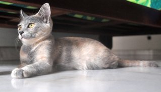 ✿ ..tequila.. ✿ - Russian Blue + Tortoiseshell Cat