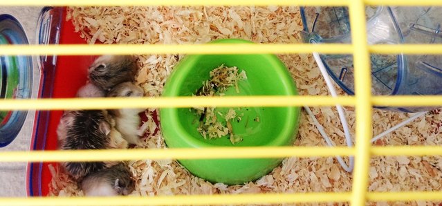 PF78849 - Roborovsky's Hamster Hamster