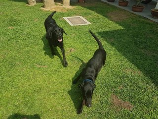 Princess/ Opal - Labrador Retriever Dog